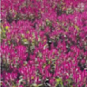 Meet your Posher, Candida